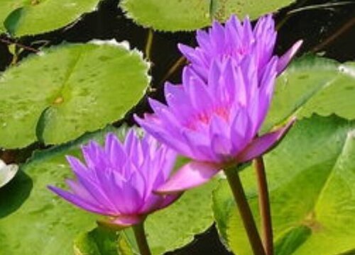 紫睡莲怎么水培养殖方法