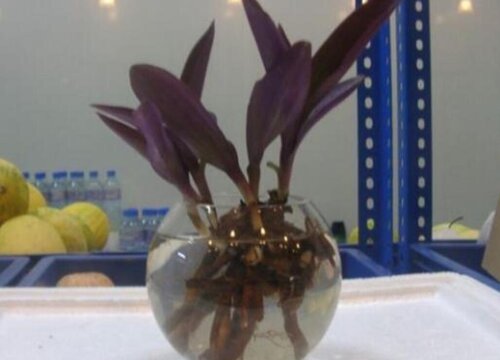 紫色吊兰怎么水培养殖方法