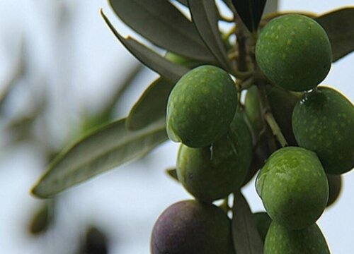 油橄榄叶子卷曲原因与处理方法