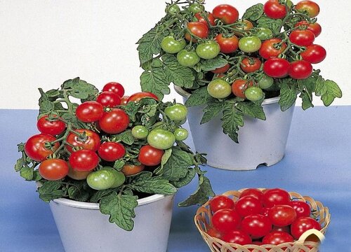 番茄叶子卷曲原因与处理方法