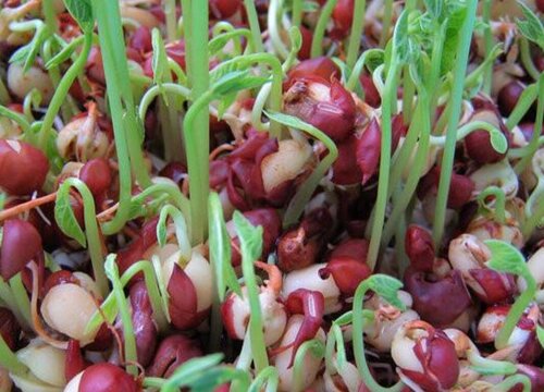 红豆几天出苗 播种到发芽出苗时间