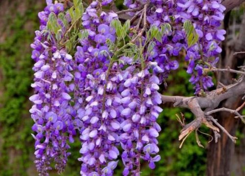 紫藤多久能开花