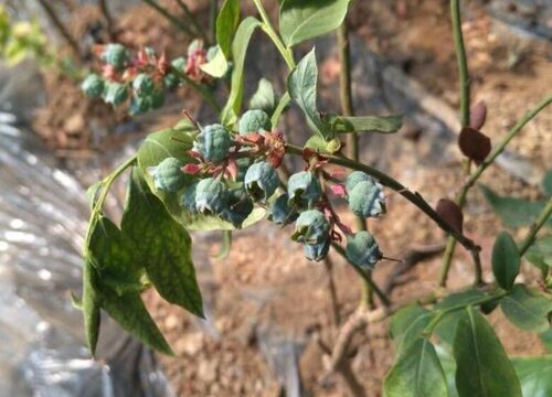 蓝莓树叶子发蔫原因及补救方法