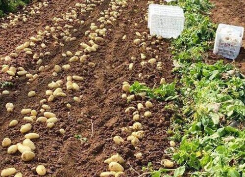 土豆用什么肥料好