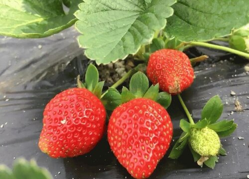 草莓用什么肥料好