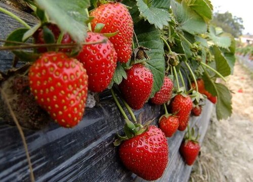 草莓怕晒吗 怕阳光晒吗