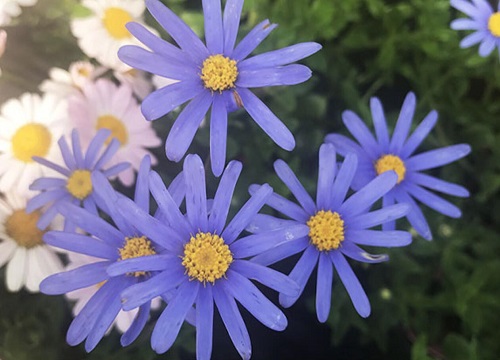 小雏菊每个颜色的寓意(不同颜色雏菊的花语和寓意)