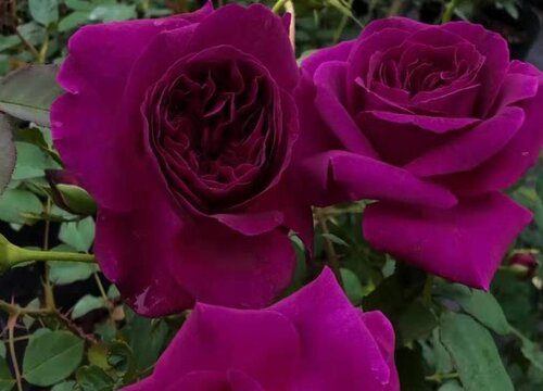 黑蔷薇花语及代表意义