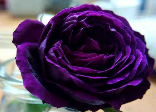 黑蔷薇花语及代表意义 植物说