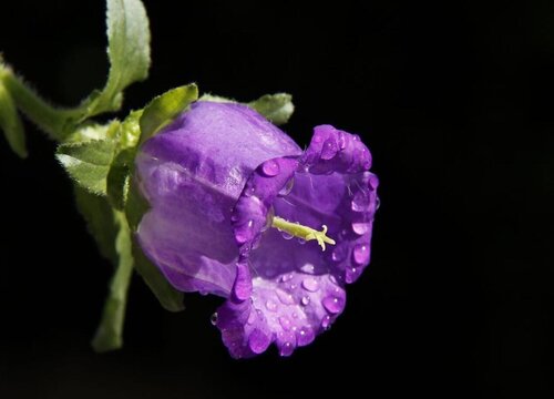 风铃花是草本还是木本植物