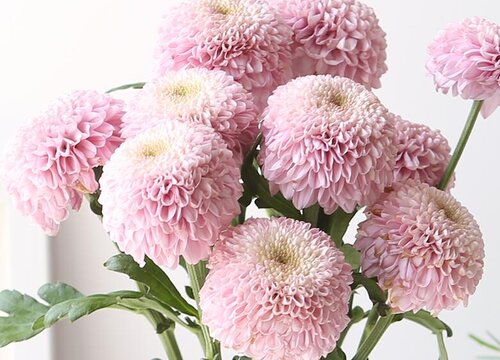 乒乓菊的养殖方法和注意事项有哪些 植物说