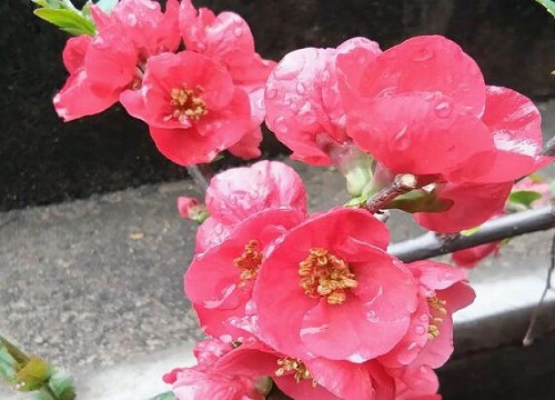 四季海棠四季开花吗