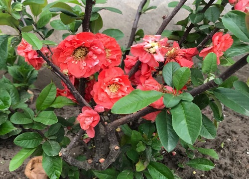 海棠花四季開花嗎