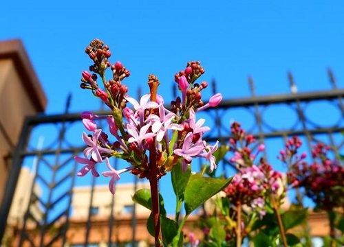 丁香花四季开花吗