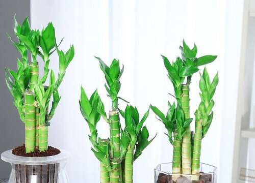 水培富贵竹的养殖方法和注意事项有哪些