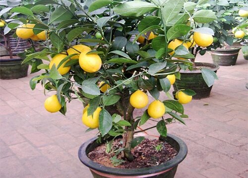 盆栽柠檬树的养殖方法和注意事项有哪些