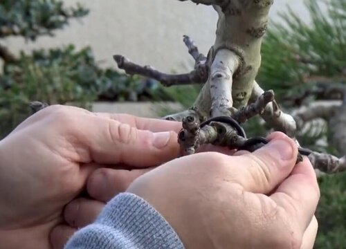 枫树盆栽怎么修剪方法