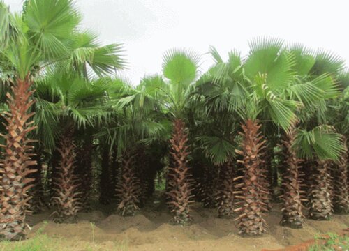 棕榈是草本还是木本