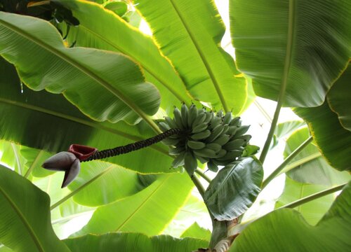 香蕉树是木本植物吗