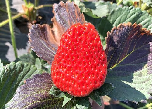 草莓几年生植物