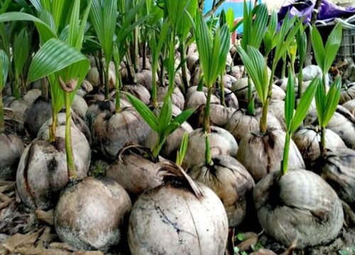 椰子发芽的过程