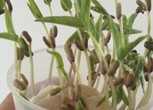 绿豆发芽的过程
