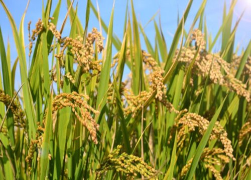 水稻是油料作物吗