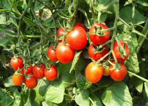 番茄是几年生植物