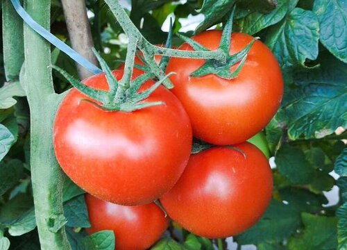 番茄几年生植物