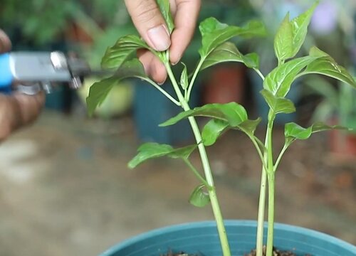 紫茉莉怎麼修剪方法