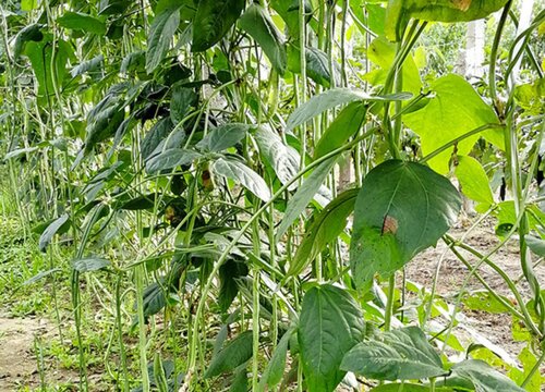 豇豆什么季节种植合适