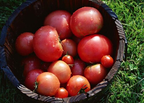 西红柿什么季节种植合适