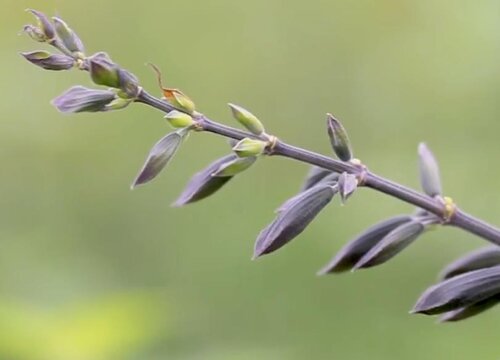 鼠尾草是草本还是木本