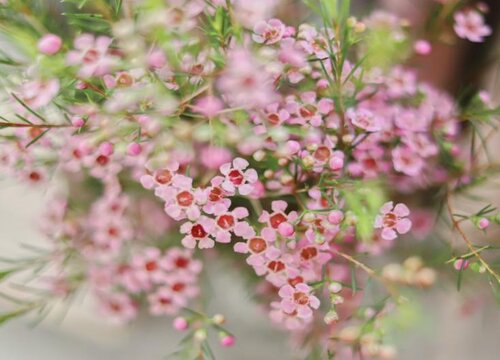 腊梅什么季节种植合适