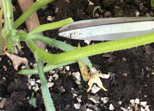 黄瓜怎么修剪方法