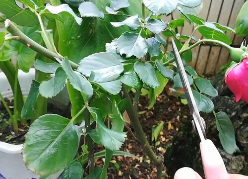 盆栽月季花怎么修剪方法