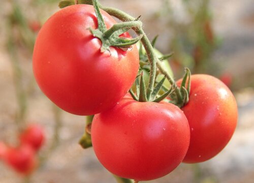 番茄的生长环境及生长地方条件