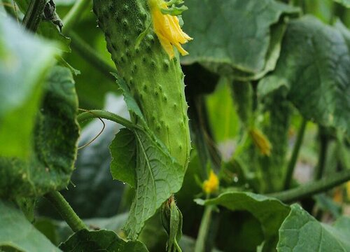 黄瓜的生长环境及生长地方条件
