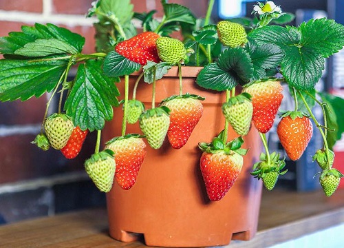 草莓几月份开花结果