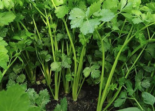 芹菜的生长环境及生长地方条件