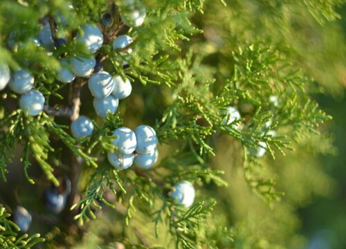 蓝莓几月份开花结果