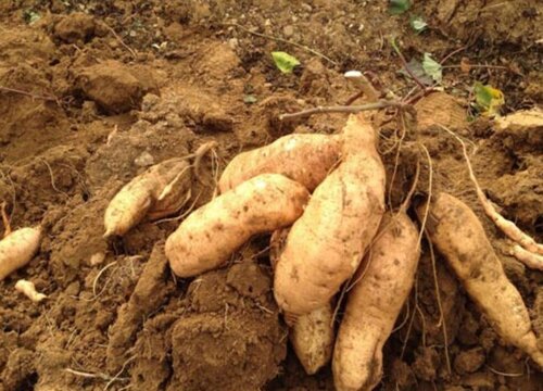 红薯的生长环境及生长地方条件