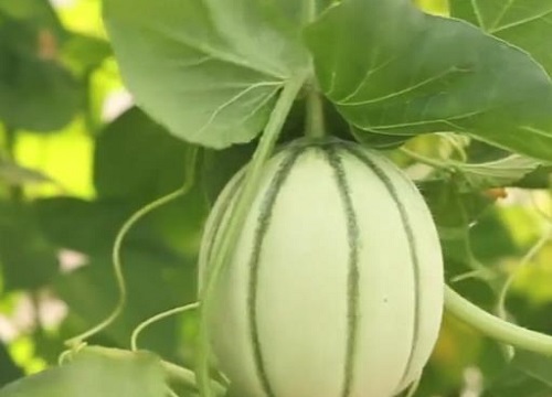哈密瓜是几月份的水果