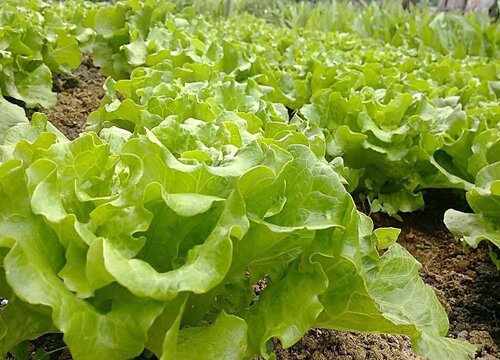 生菜的生长环境及生长地方条件