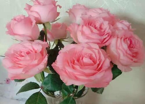 粉色玫瑰花代表什么花语