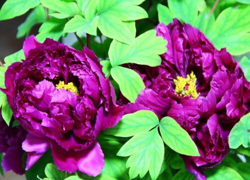 紫牡丹的生长环境及生长地方条件