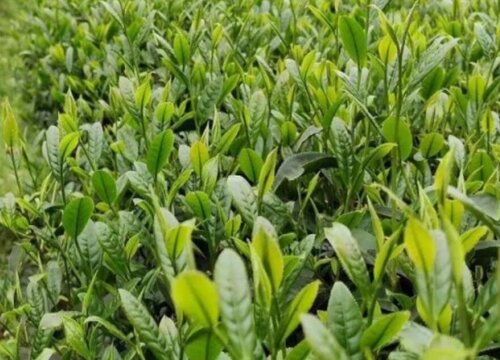 普洱茶的生长环境及生长地方条件
