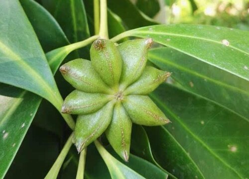 八角樹從種植到結果需要3-4年左右的時間,花期在秋