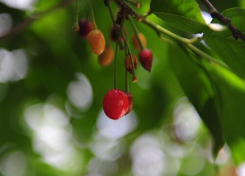 樱桃的生长环境及生长地方条件