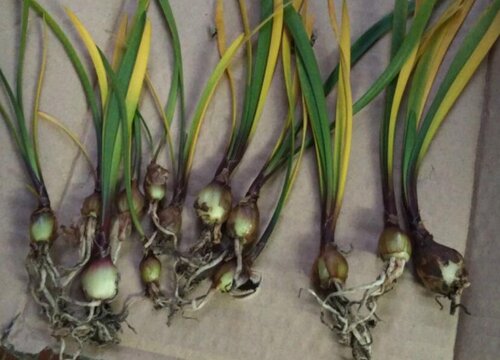 紫根兰种球保存方法与种植时间